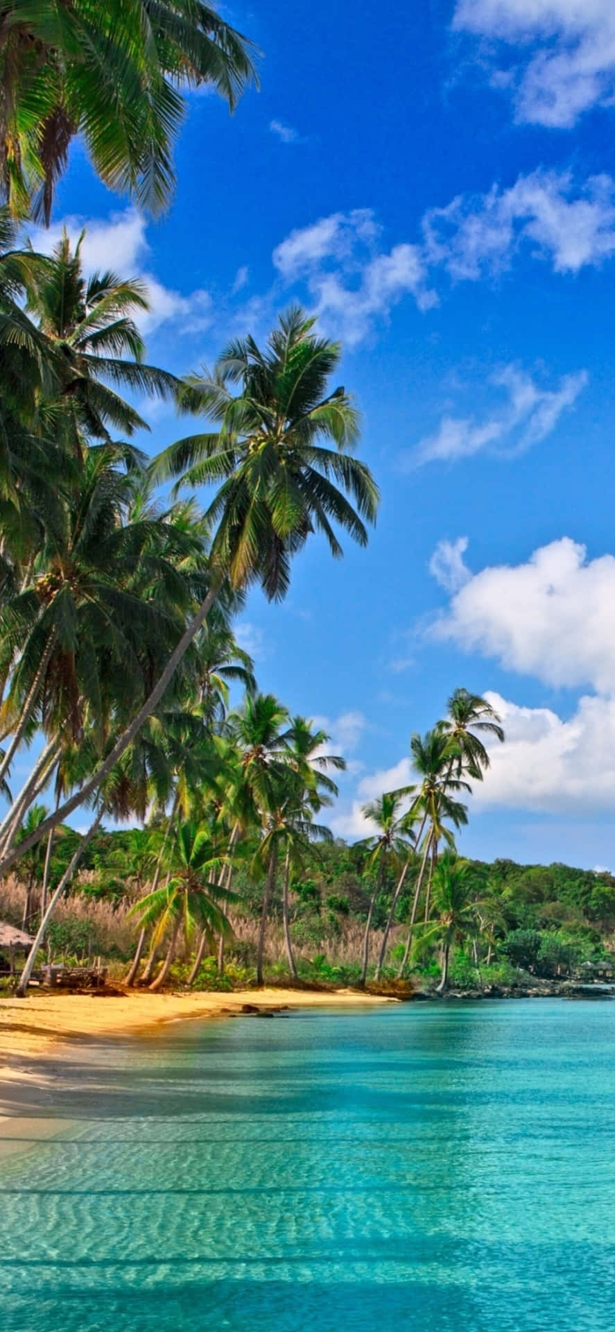 A Beach With Palm Trees And Blue Water Background