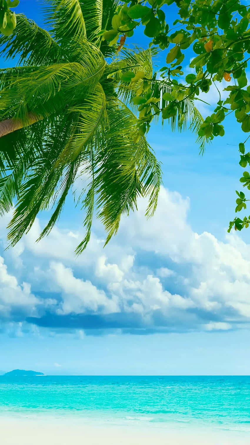 A Beach With Palm Trees And Blue Water Background