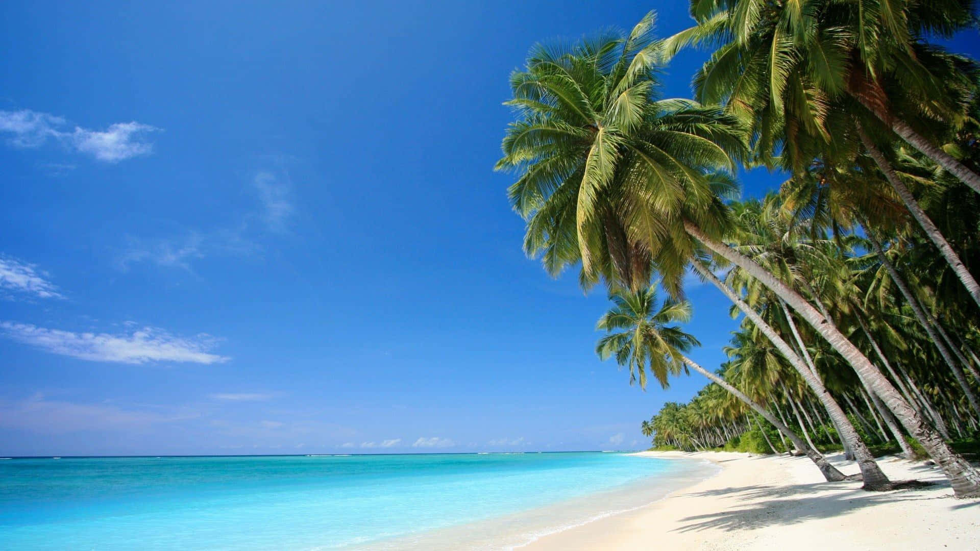A Beach With Palm Trees And Blue Water Background
