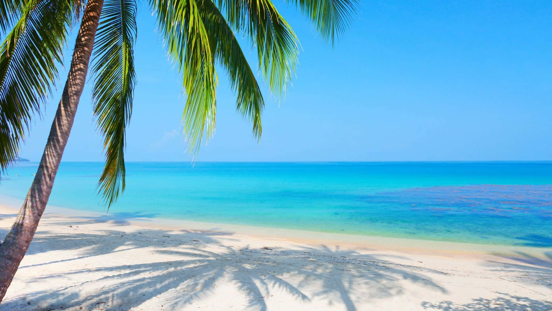 A Beach With Palm Trees And Blue Water Background