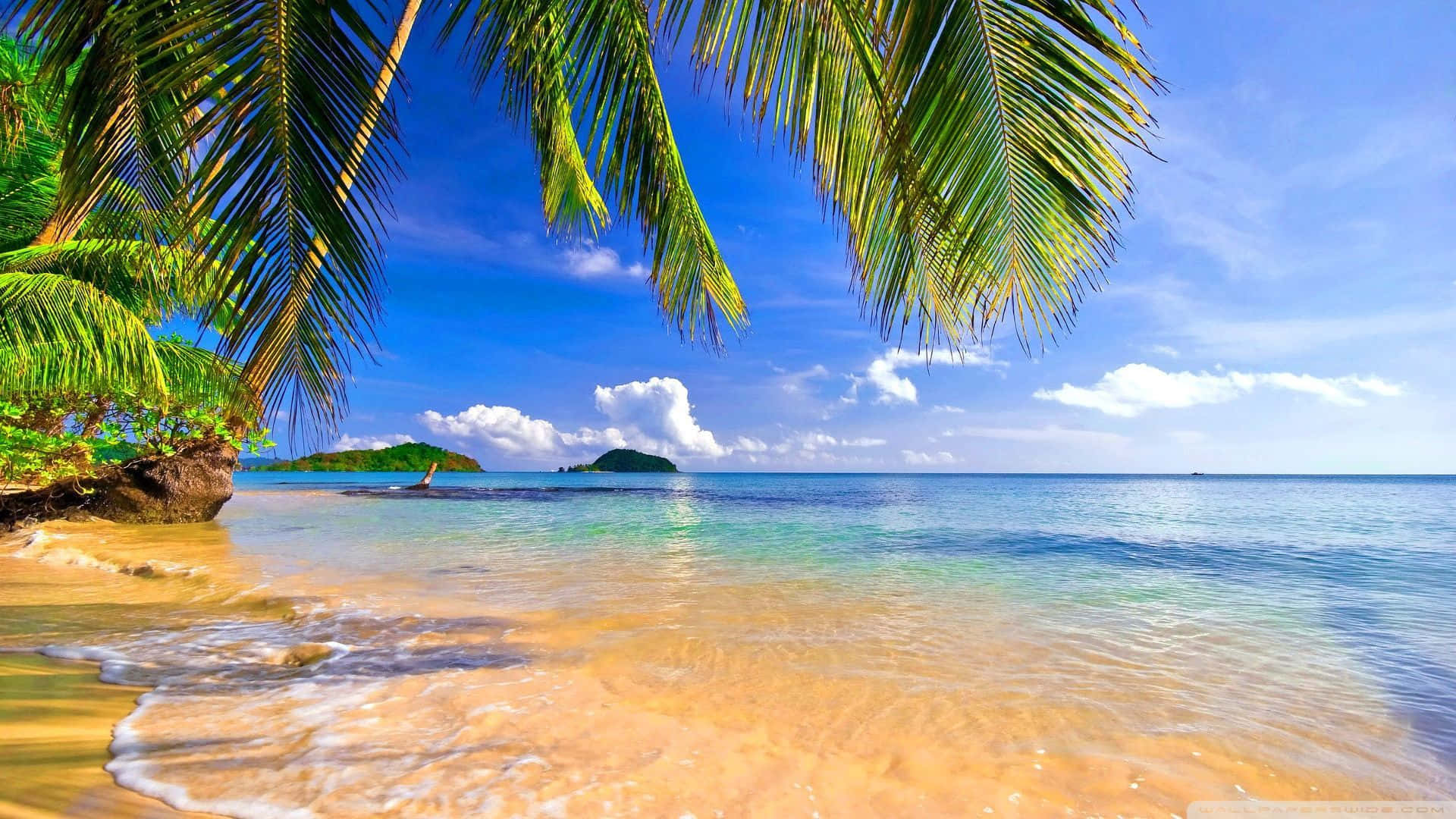 A Beach With Palm Trees And Blue Water