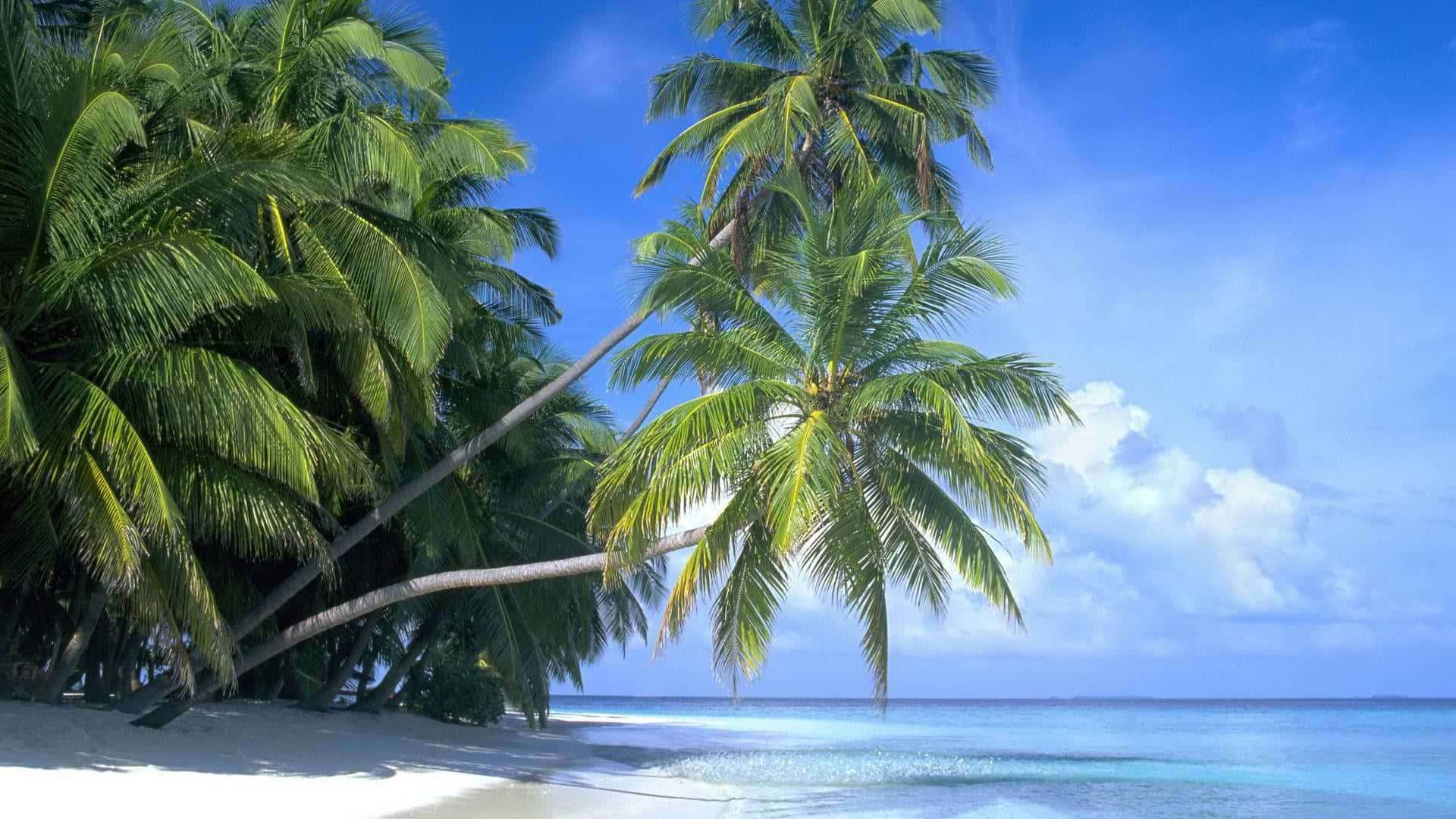 A Beach With Palm Trees And Blue Water Background