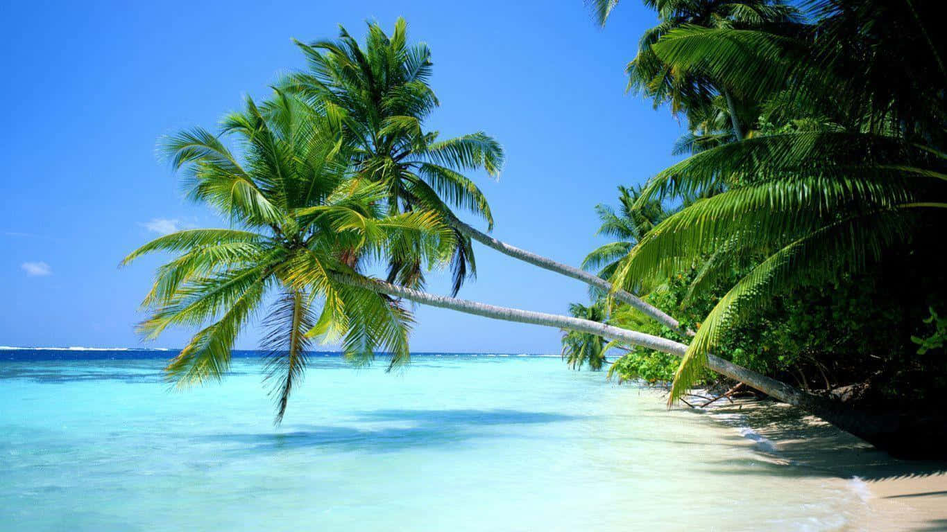 A Beach With Palm Trees And Clear Water Background