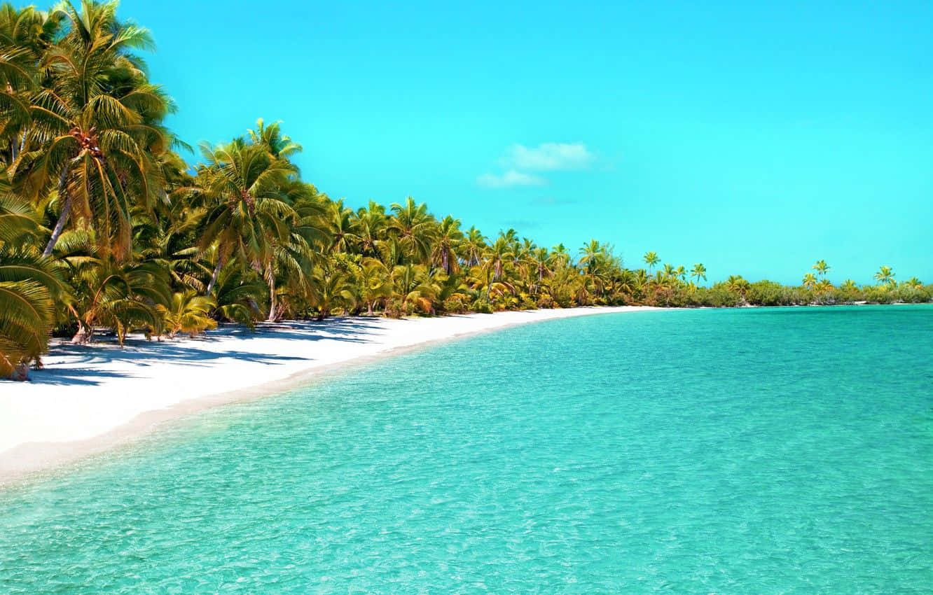 A Beach With Palm Trees And Clear Water Background