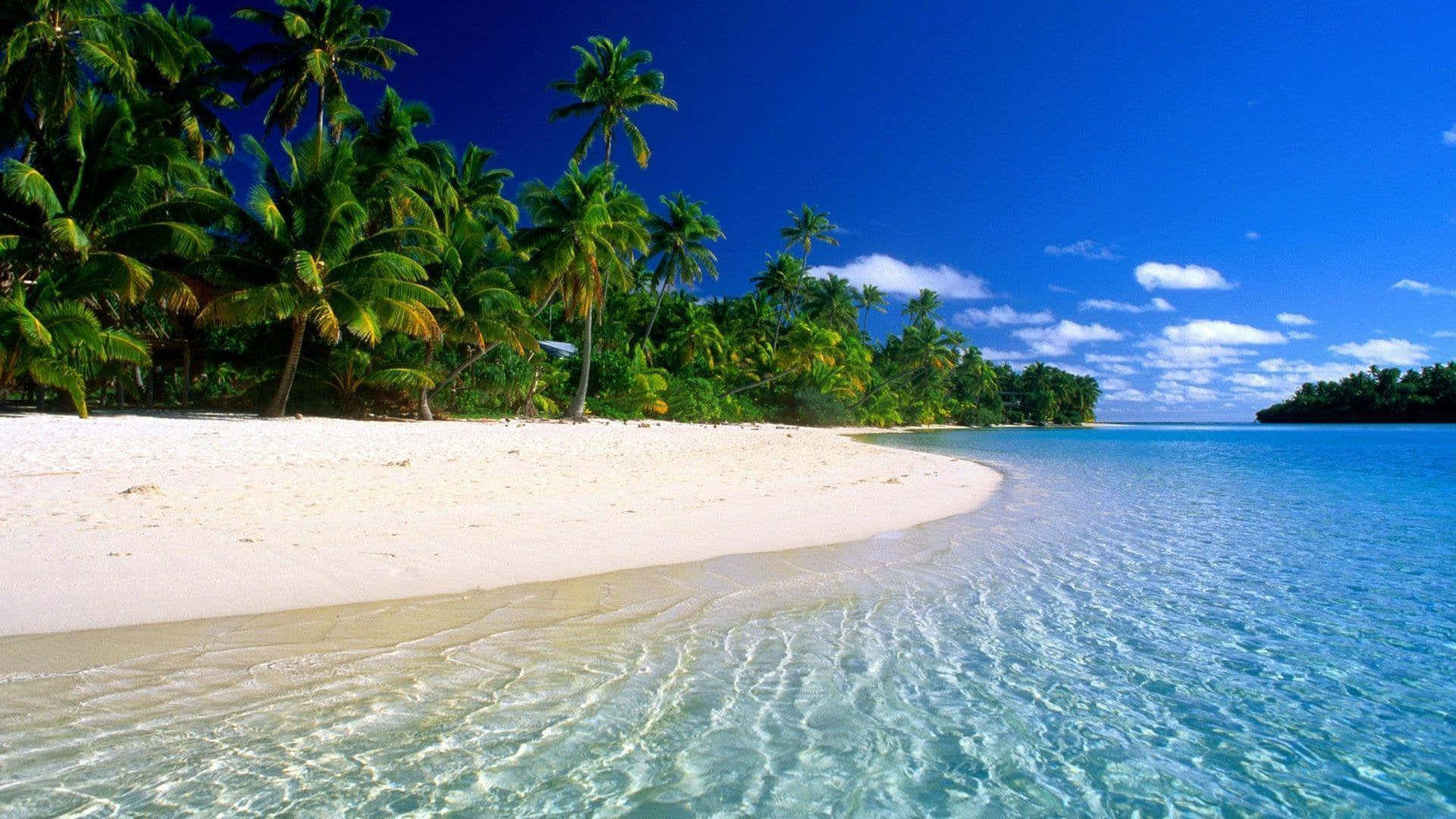 A Beach With Palm Trees And Clear Water Background