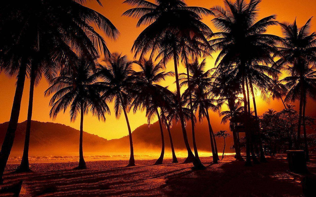 A Beach With Palm Trees And Sunset Background