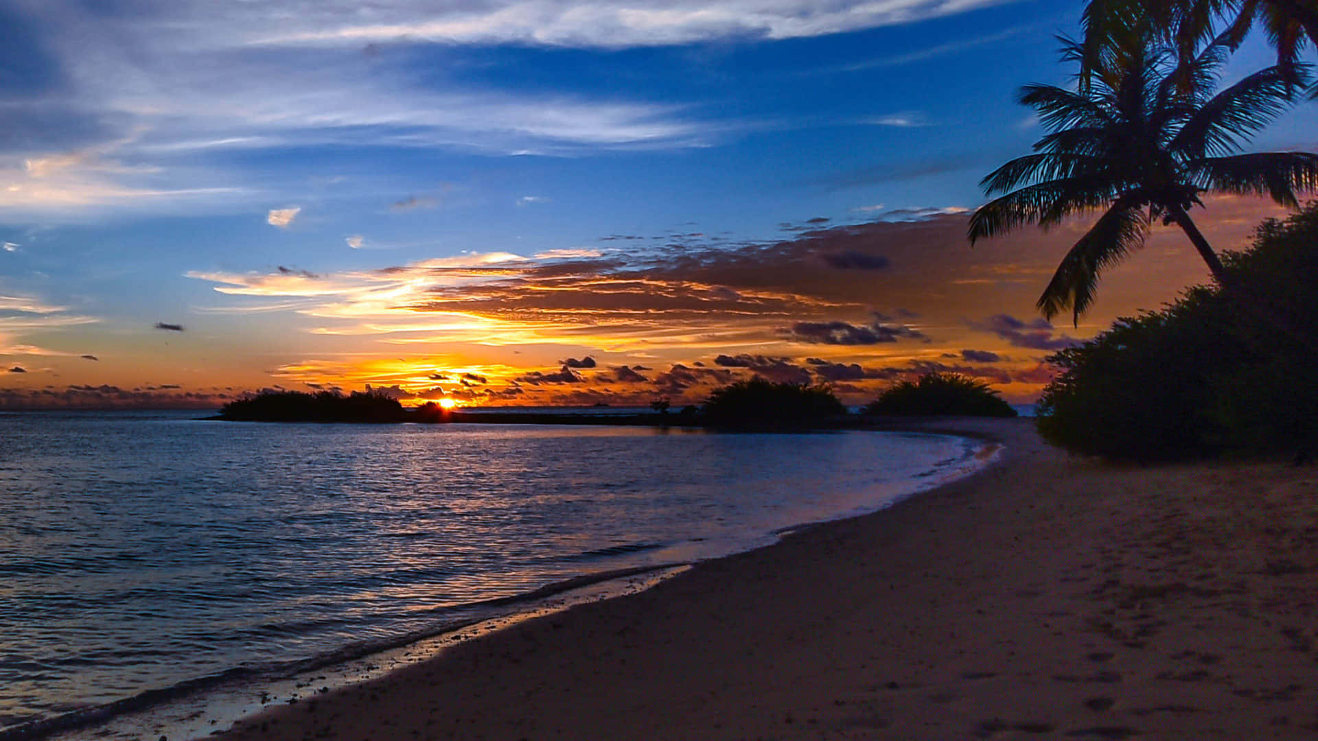 A Beach With Palm Trees Background