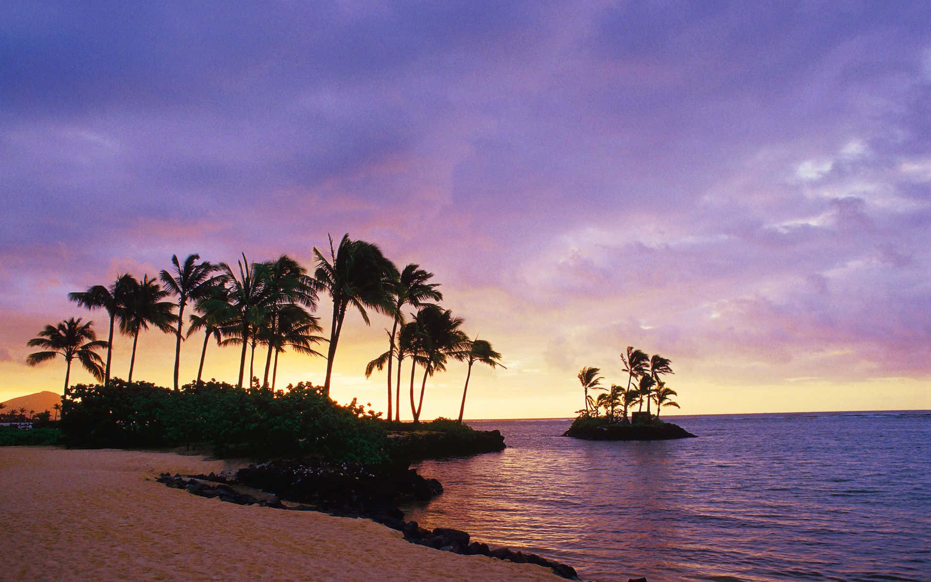 A Beach With Palm Trees