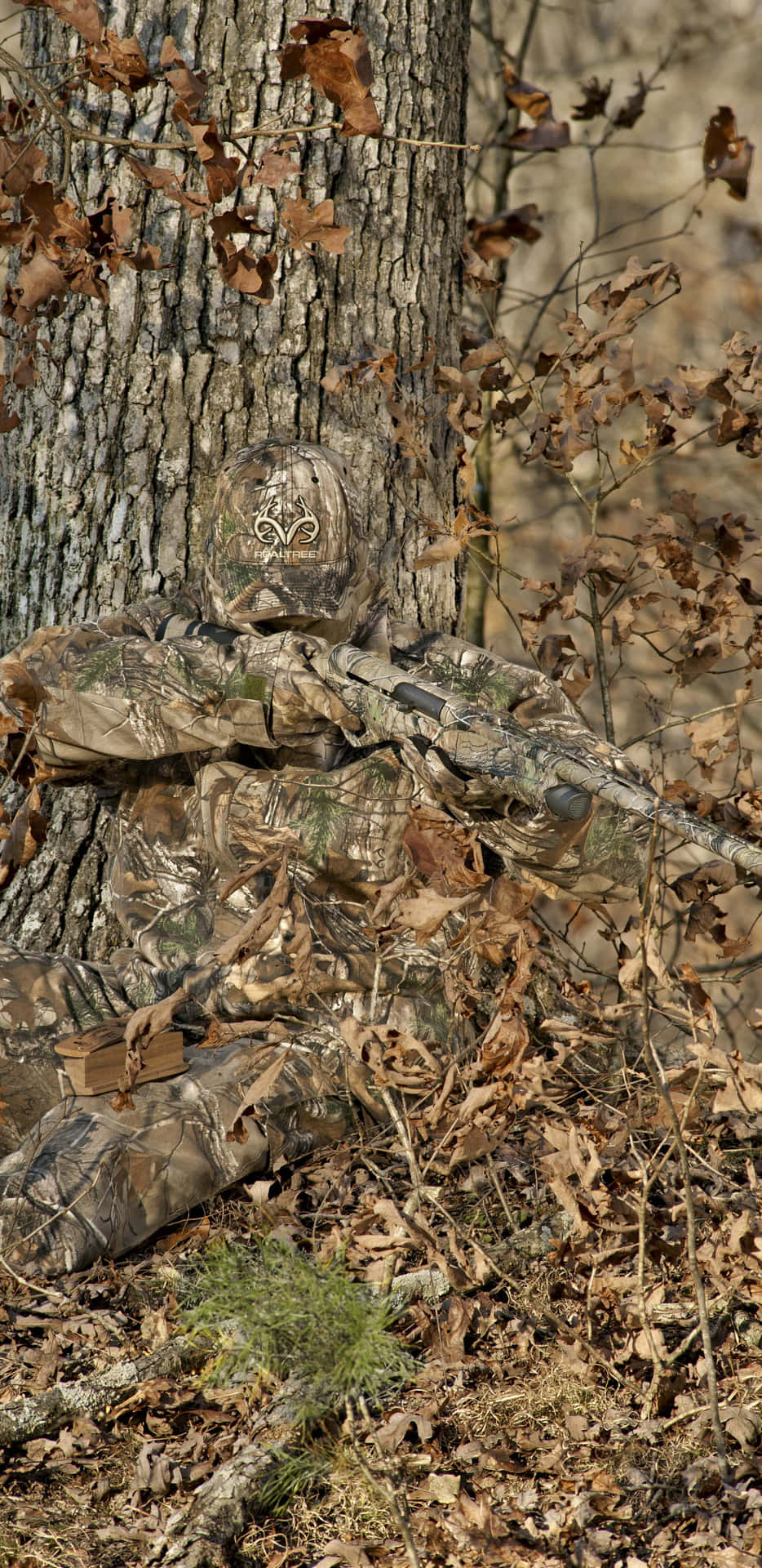 A Bear Is Sitting On A Log Background