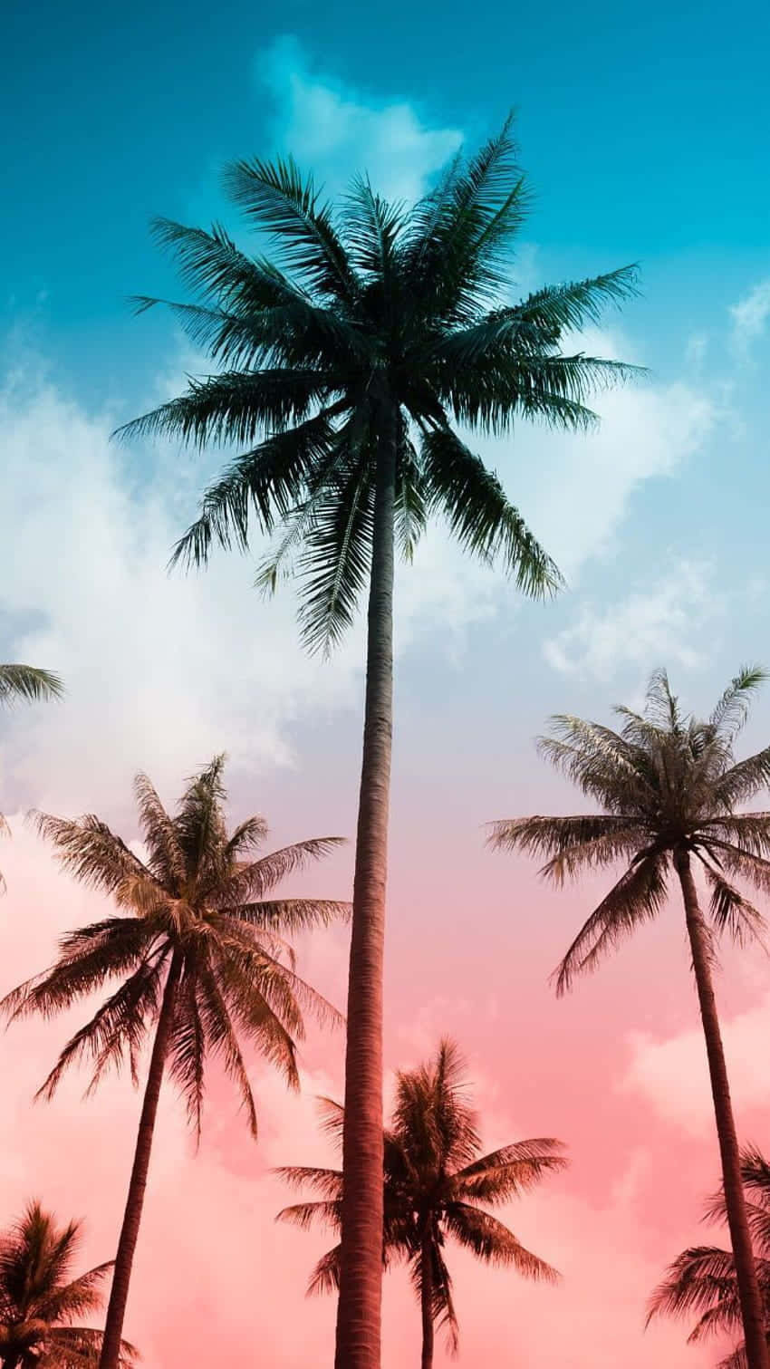 A Beautiful And Cute Palm Tree, Perfect For Nature Lovers. Background