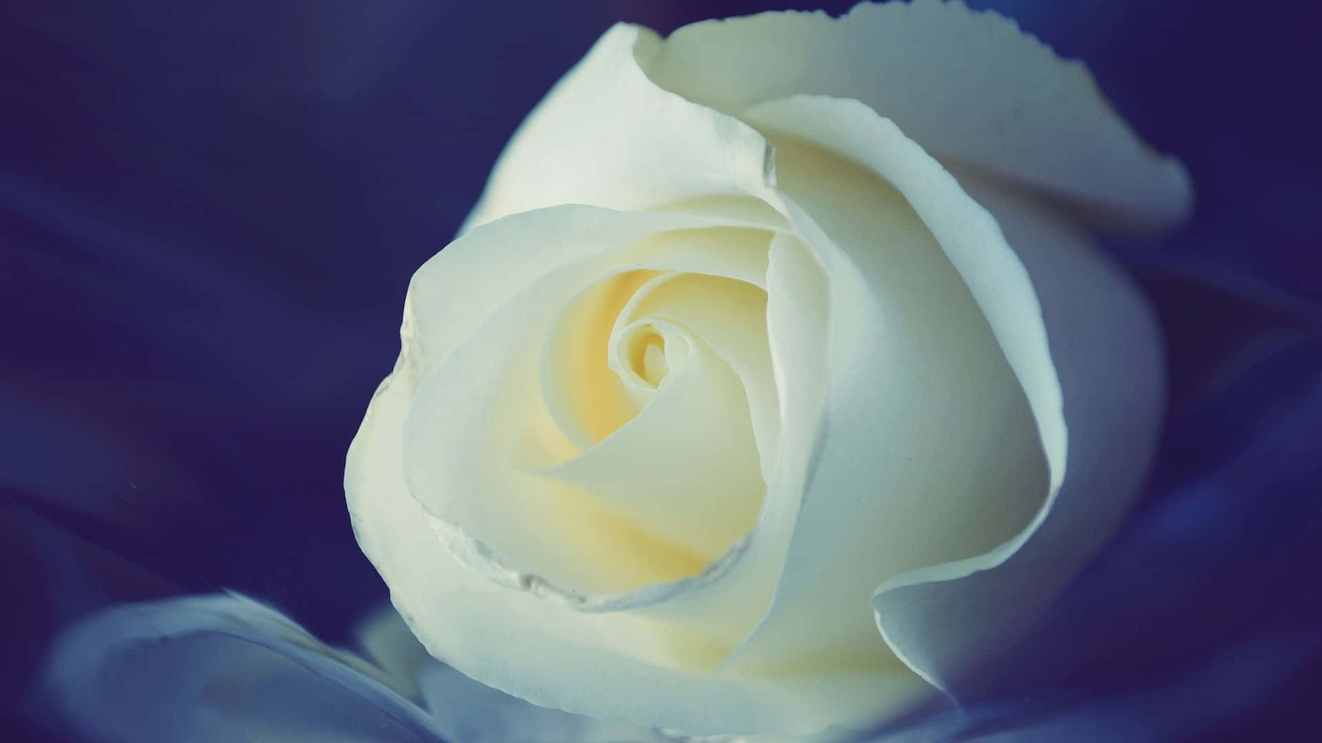 A Beautiful And Elegant White Rose