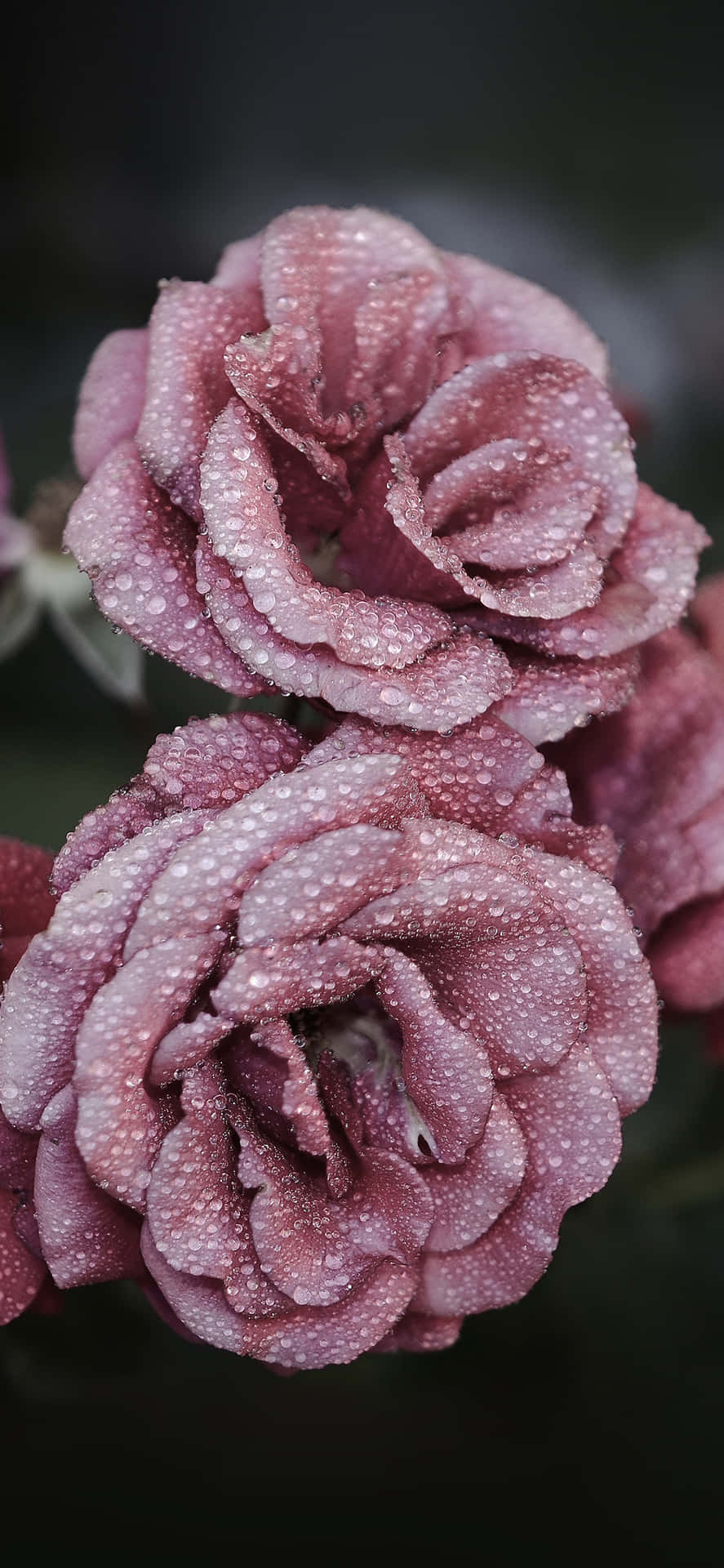 A Beautiful And Fragrant Cute Rose. Background