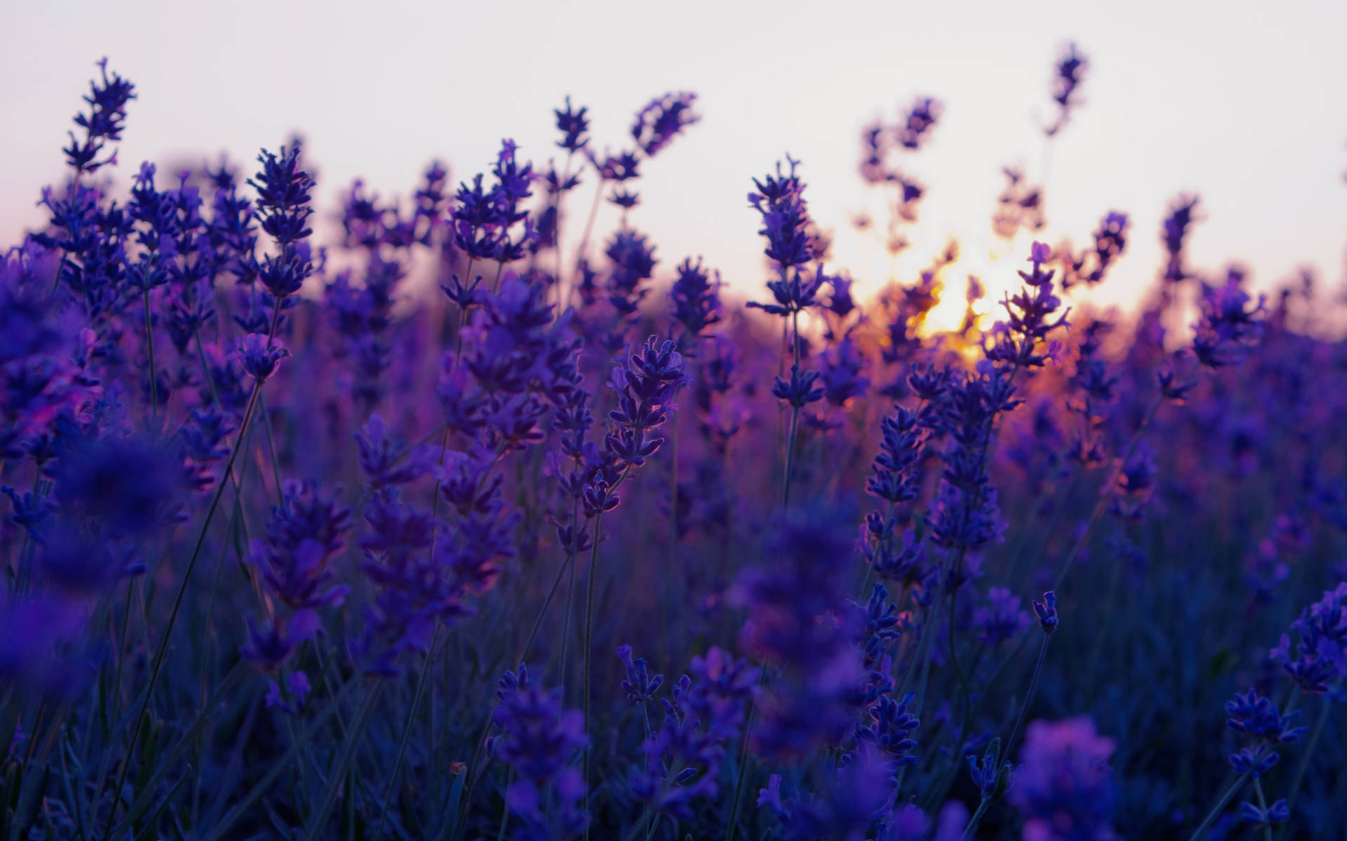 A Beautiful And Regal Aesthetic Purple Flower Background