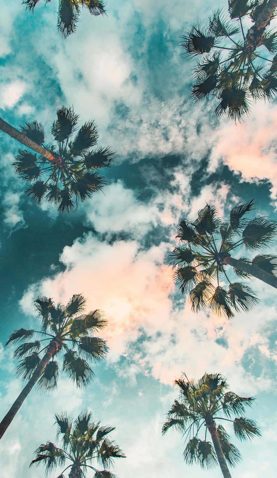 A Beautiful And Relaxing Palm Tree Background