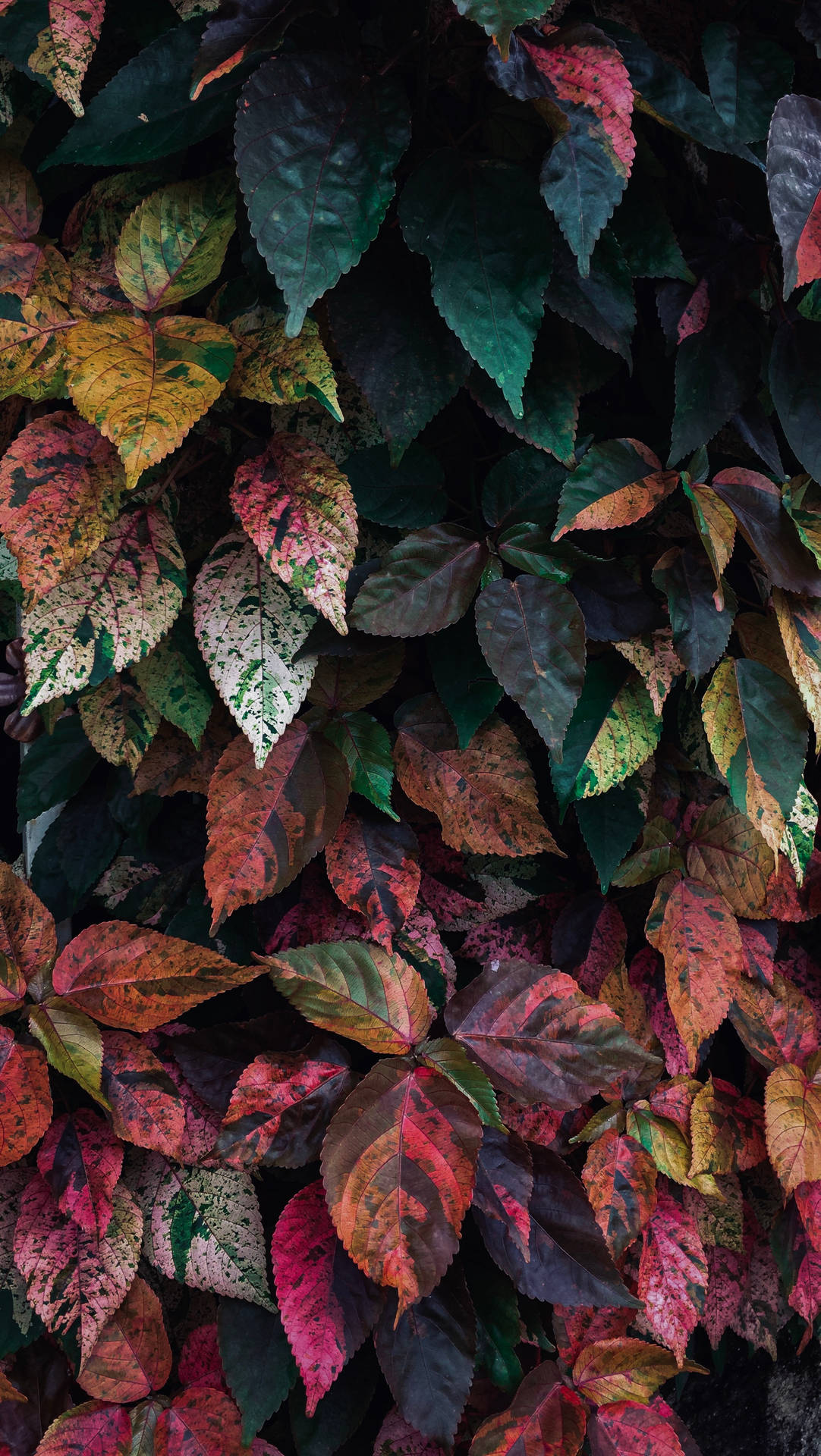 A Beautiful And Vibrant Colored Leaf Background
