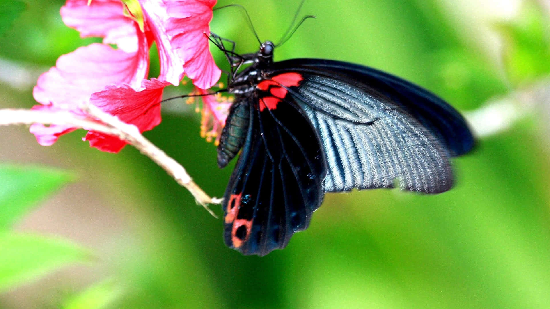 A Beautiful And Vibrant Red Butterfly Sitting Atop A Leaf Background