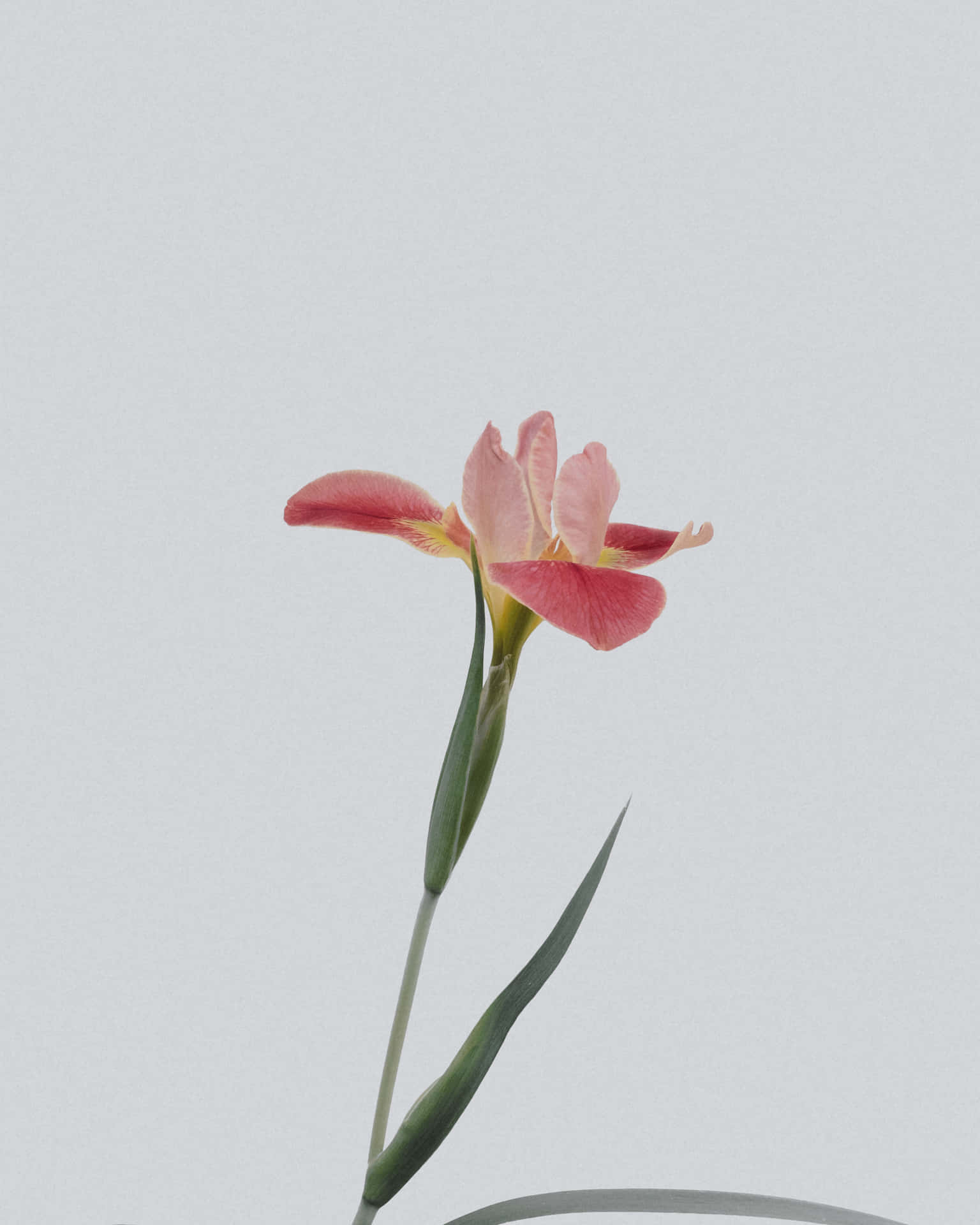 A Beautiful Anime Flower In An Array Of Colors. Background