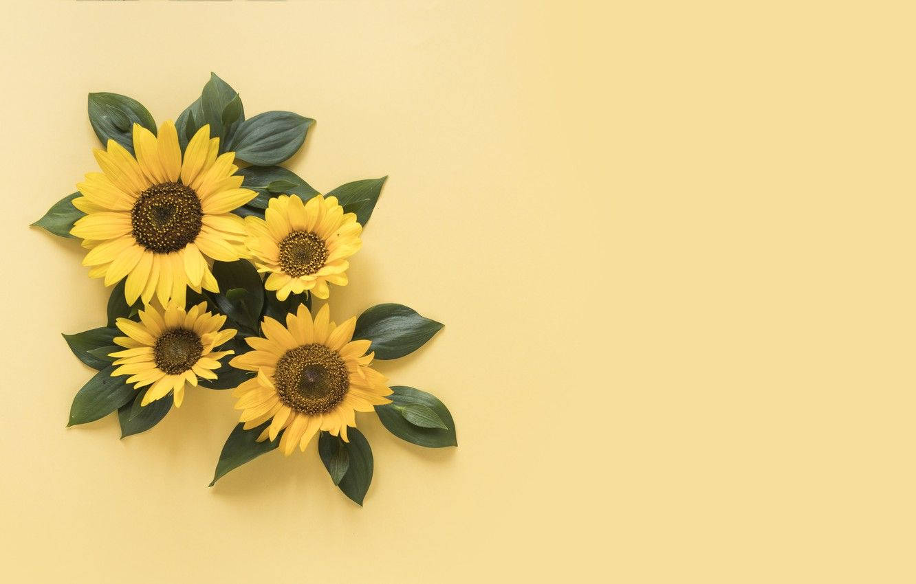 A Beautiful Arrangement Of A Sunflower And Roses Background