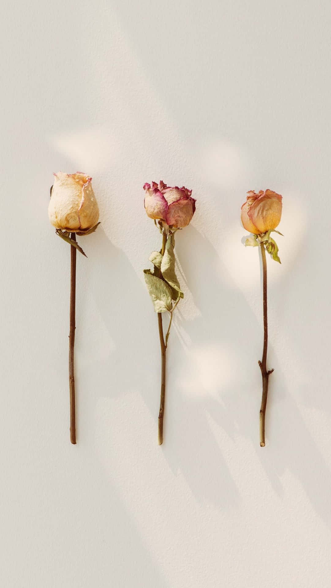 A Beautiful Arrangement Of Colorful Dried Flowers