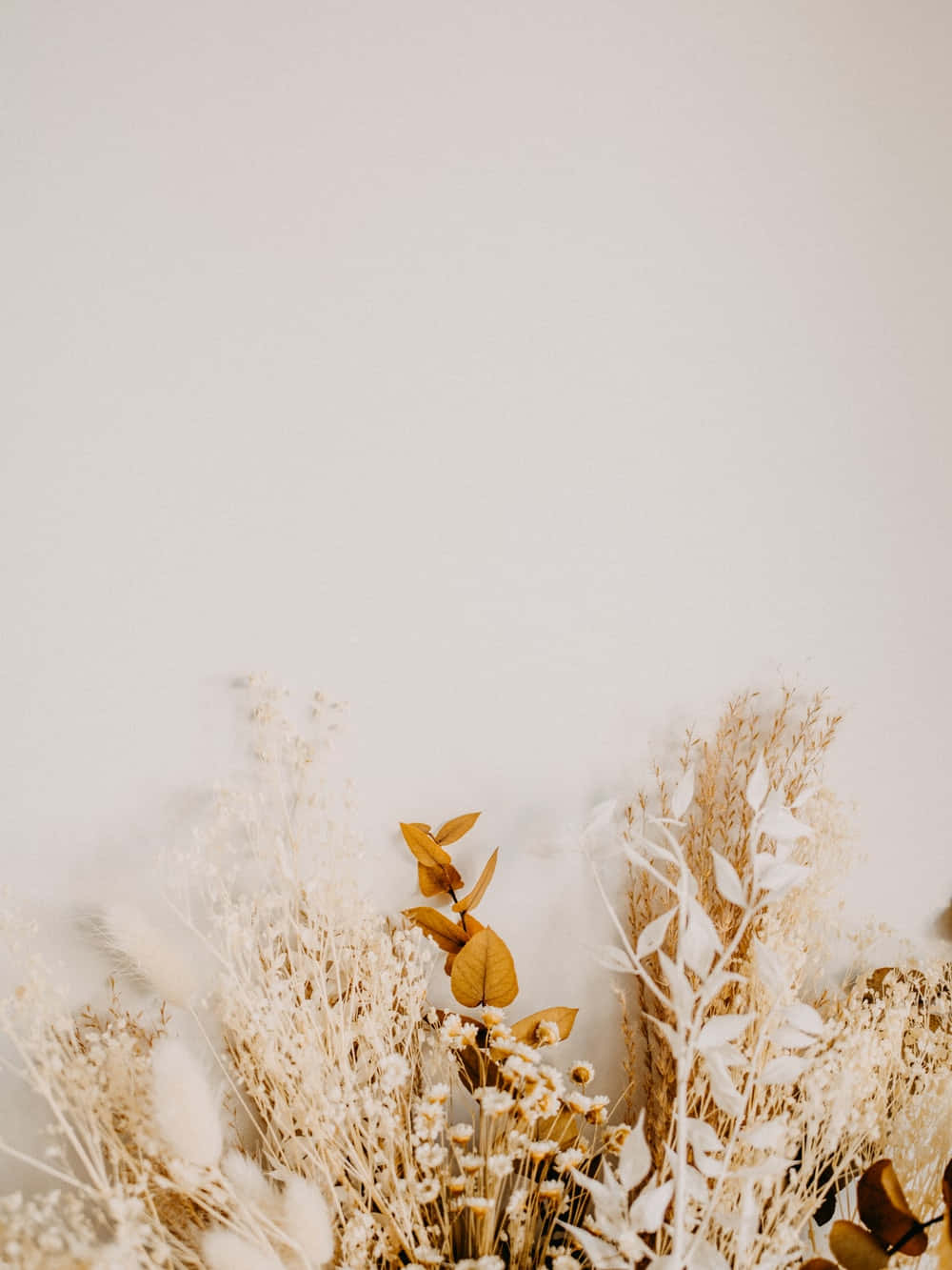A Beautiful Arrangement Of Dried Flowers Background