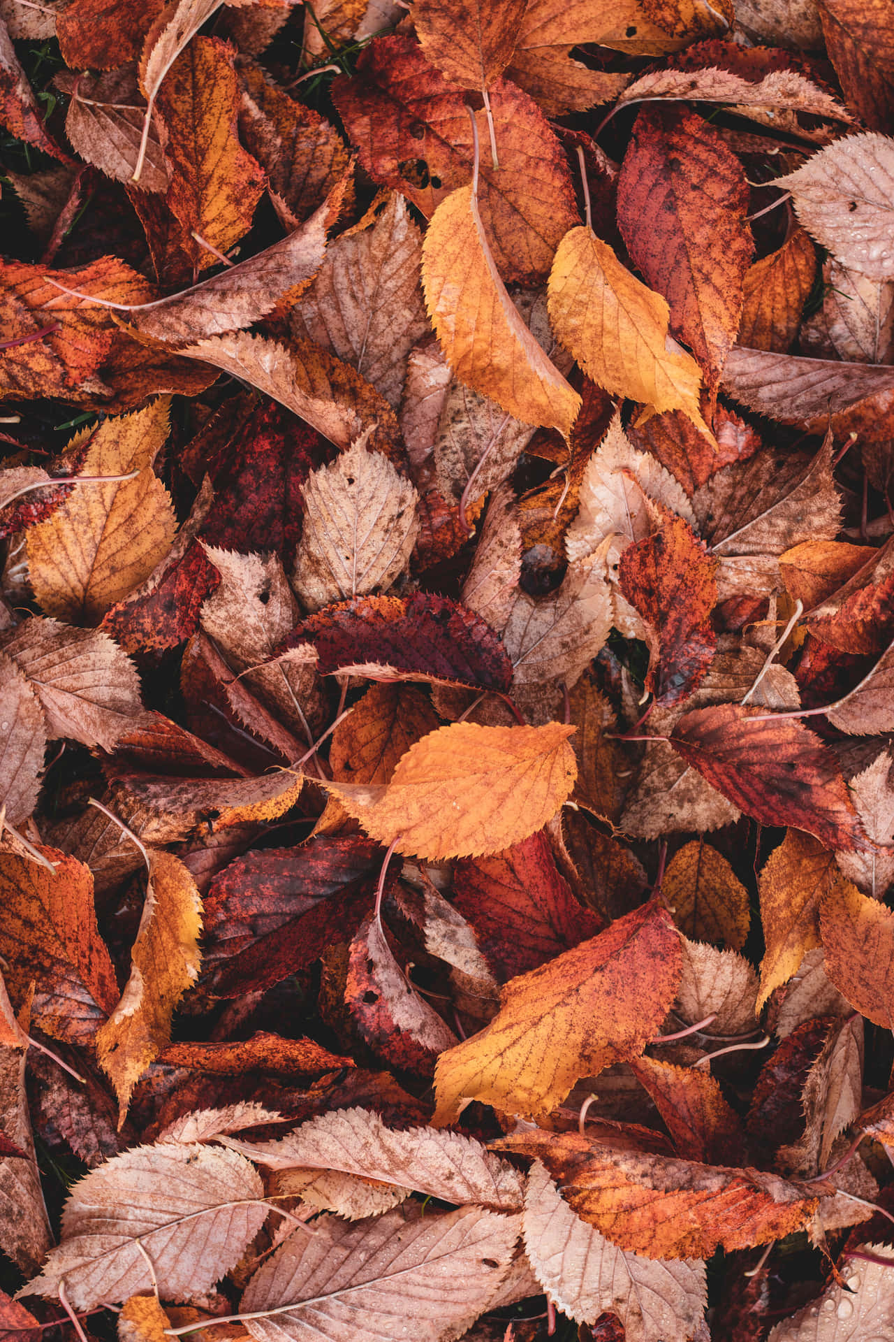 A Beautiful Array Of Red And Yellow Leaves - Signs Of Autumn Background