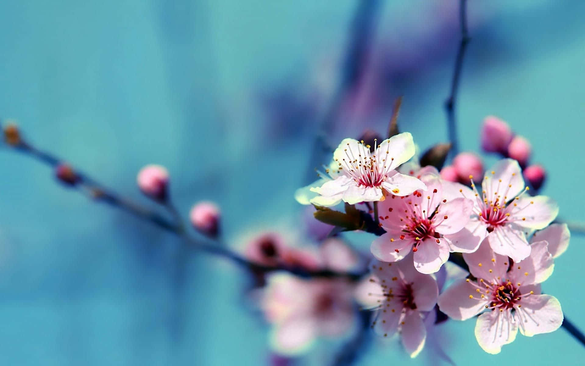 A Beautiful Array Of Vibrant Colored Flowers Against A Calm Blue Sky. Background