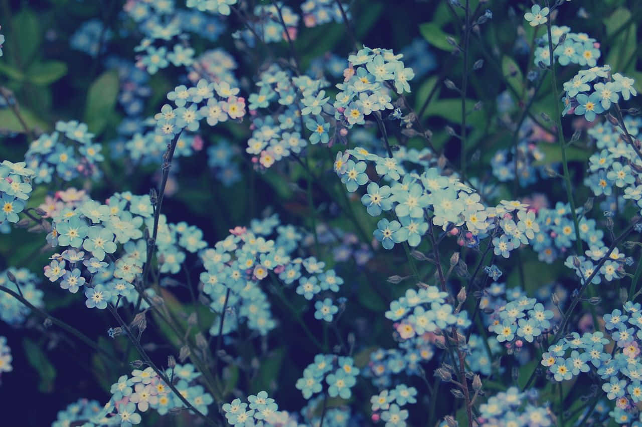 A Beautiful Array Of Vibrant Flowers In Full Bloom Background