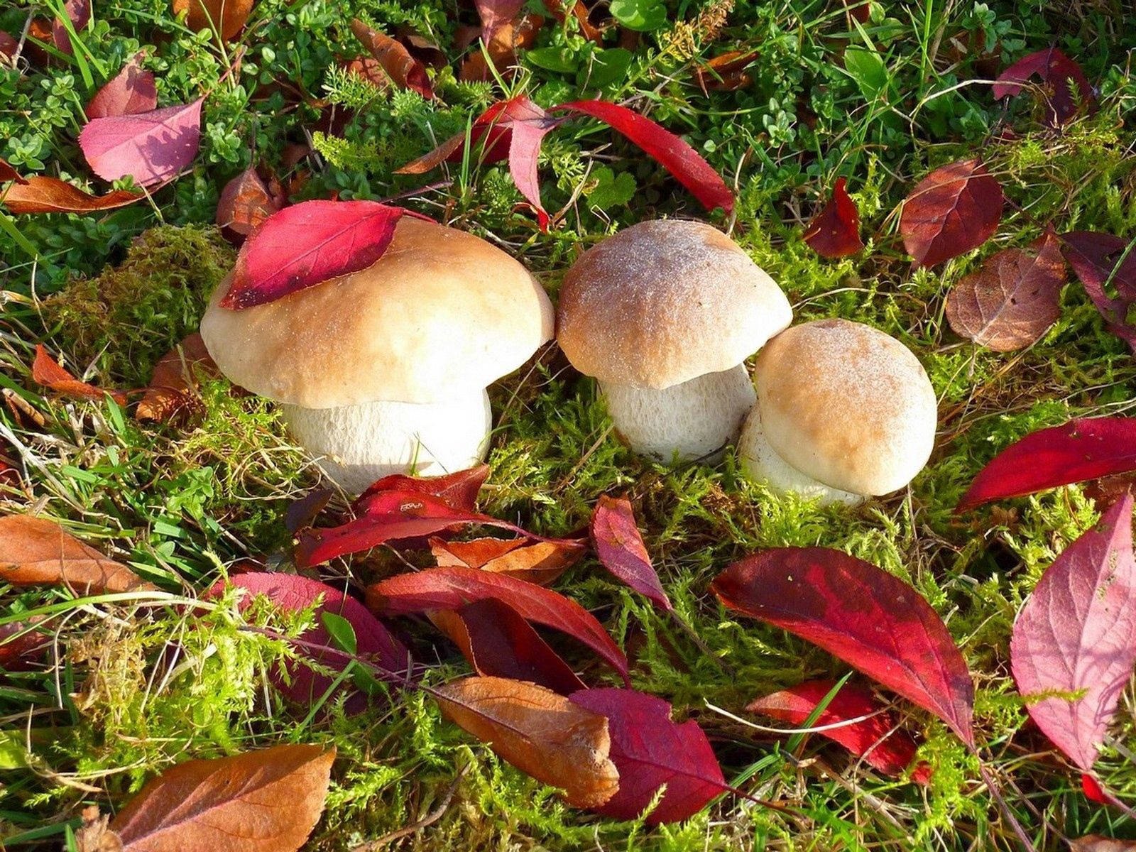 A Beautiful Autumn Day In The Forest Filled With Wild Mushrooms