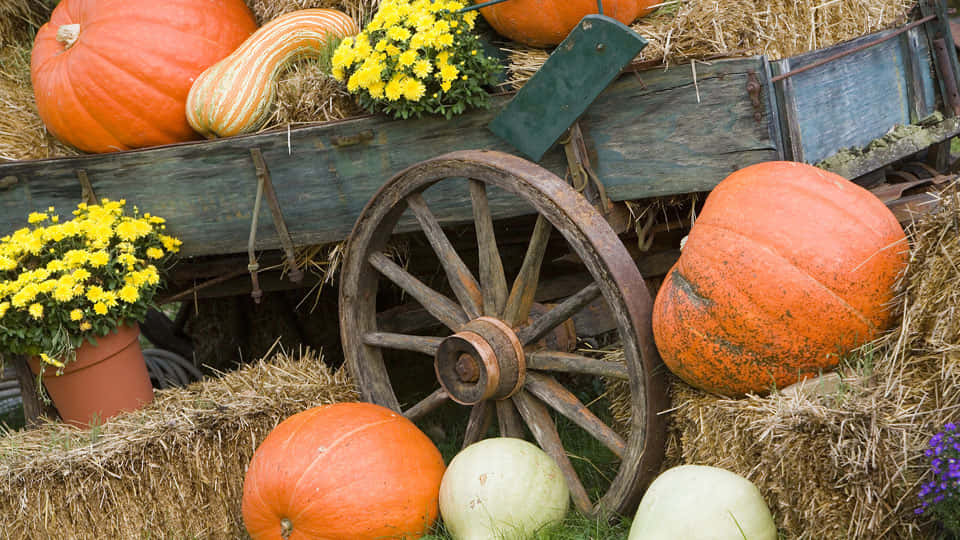 A Beautiful Autumn Harvest Scene With Vibrant Fall Pumpkins Background