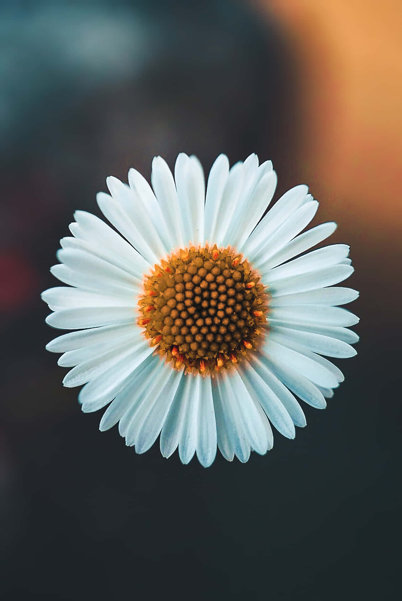 A Beautiful Backdrop Of Nature And Flowers. Background