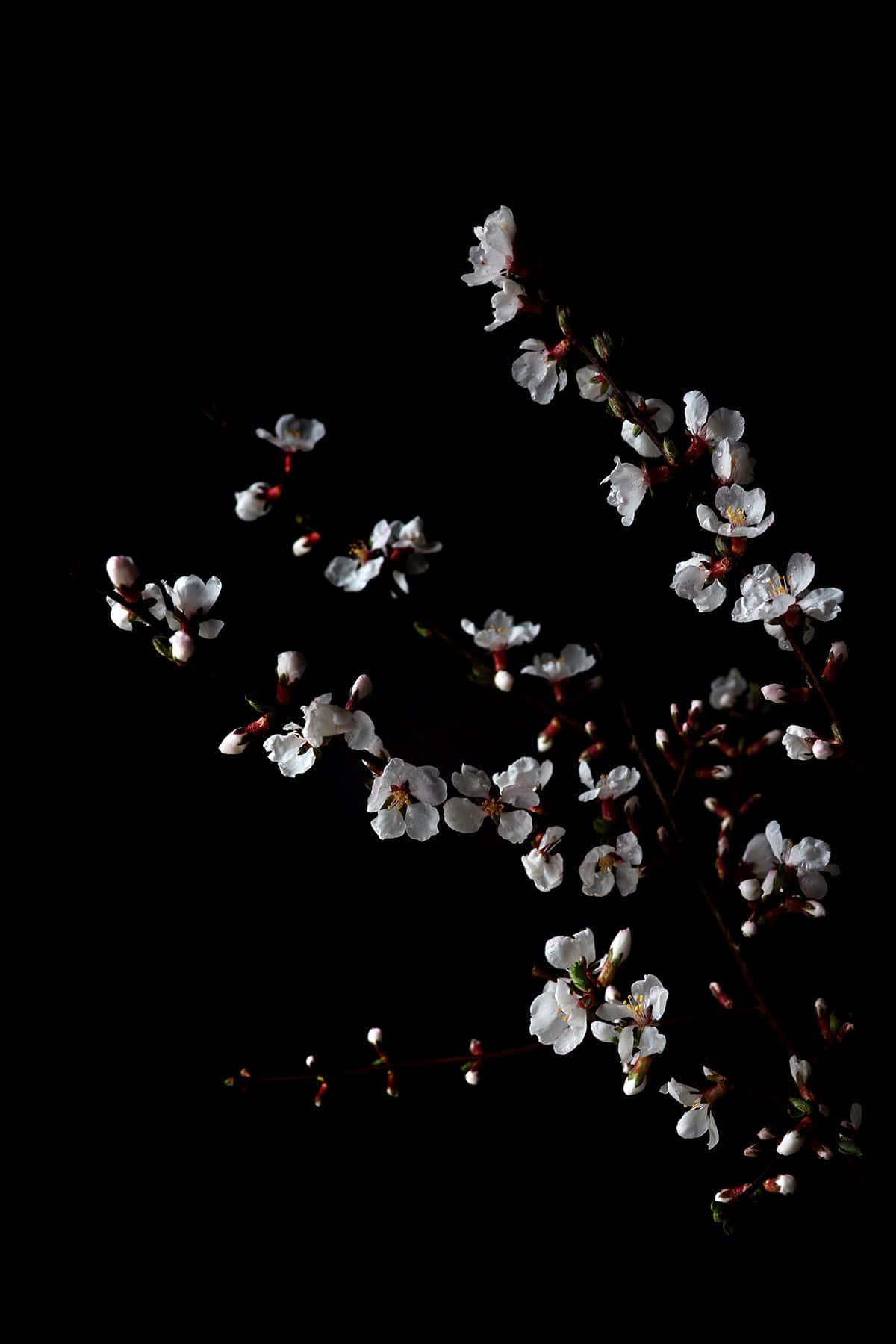 A Beautiful Black And White Aesthetic Flower Background
