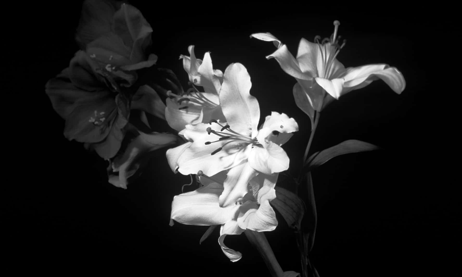 A Beautiful Black And White Flower For A Simpleiphone Background Background