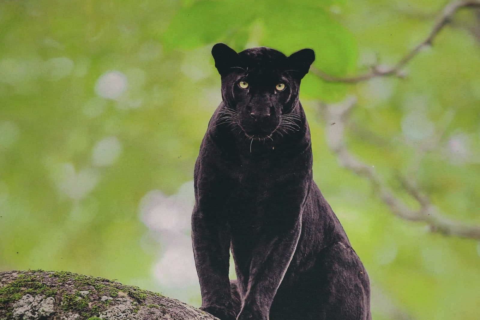 A Beautiful Black Leopard In Its Natural Habitat. Background