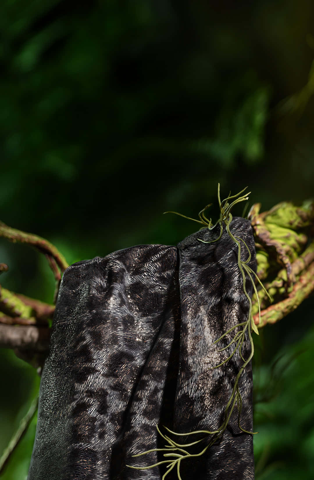 A Beautiful Black Leopard Resting In The Wild Background
