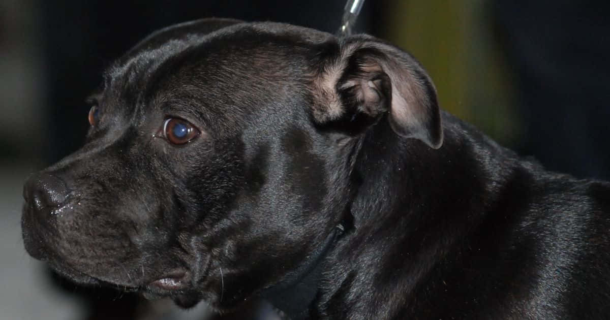 A Beautiful Black Pitbull Background