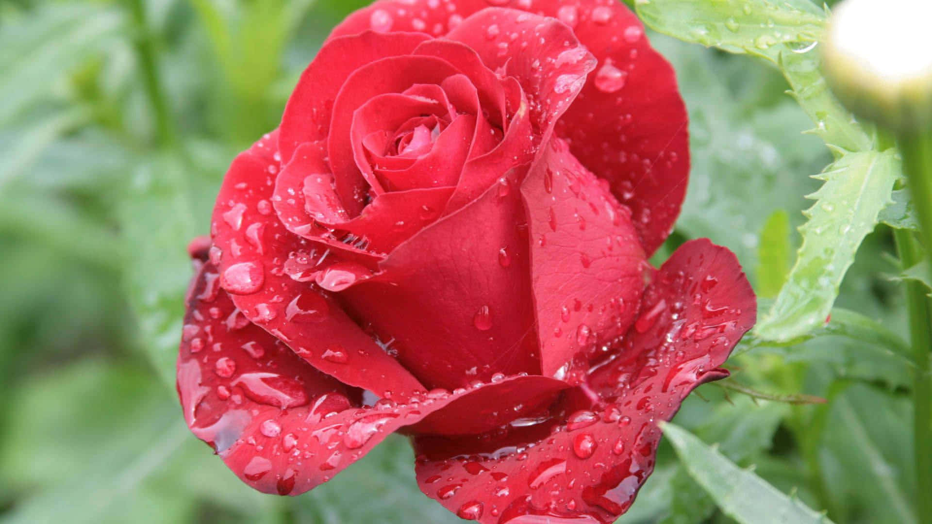 A Beautiful Blooming Burgundy Flower Background