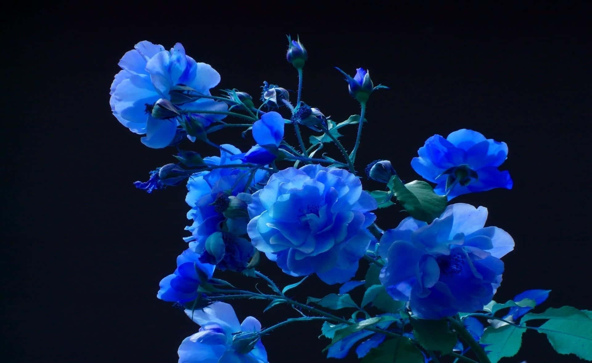 A Beautiful Blue Flower Desktop Background Background