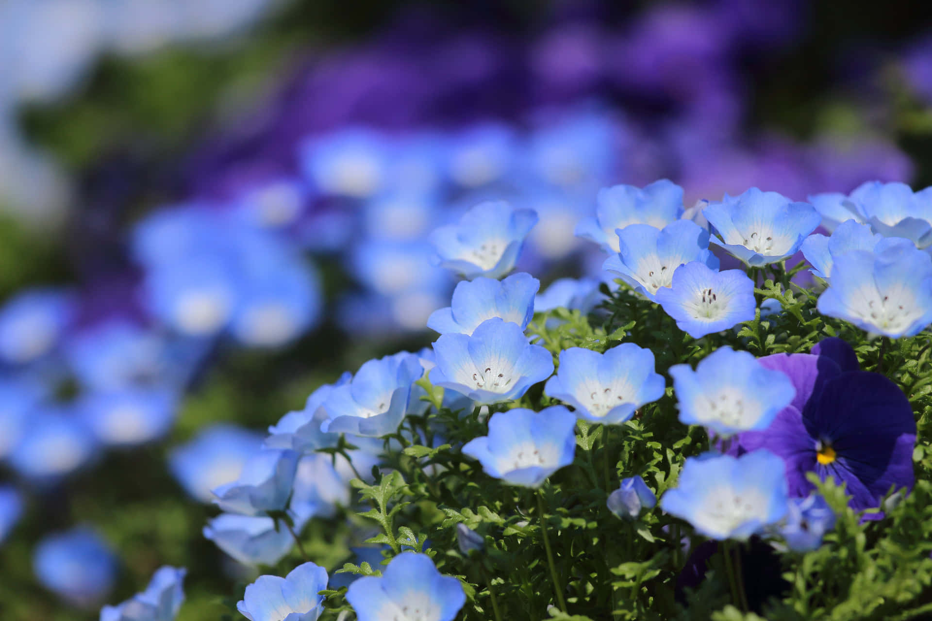 A Beautiful Blue Flower On A Desktop Background. Background