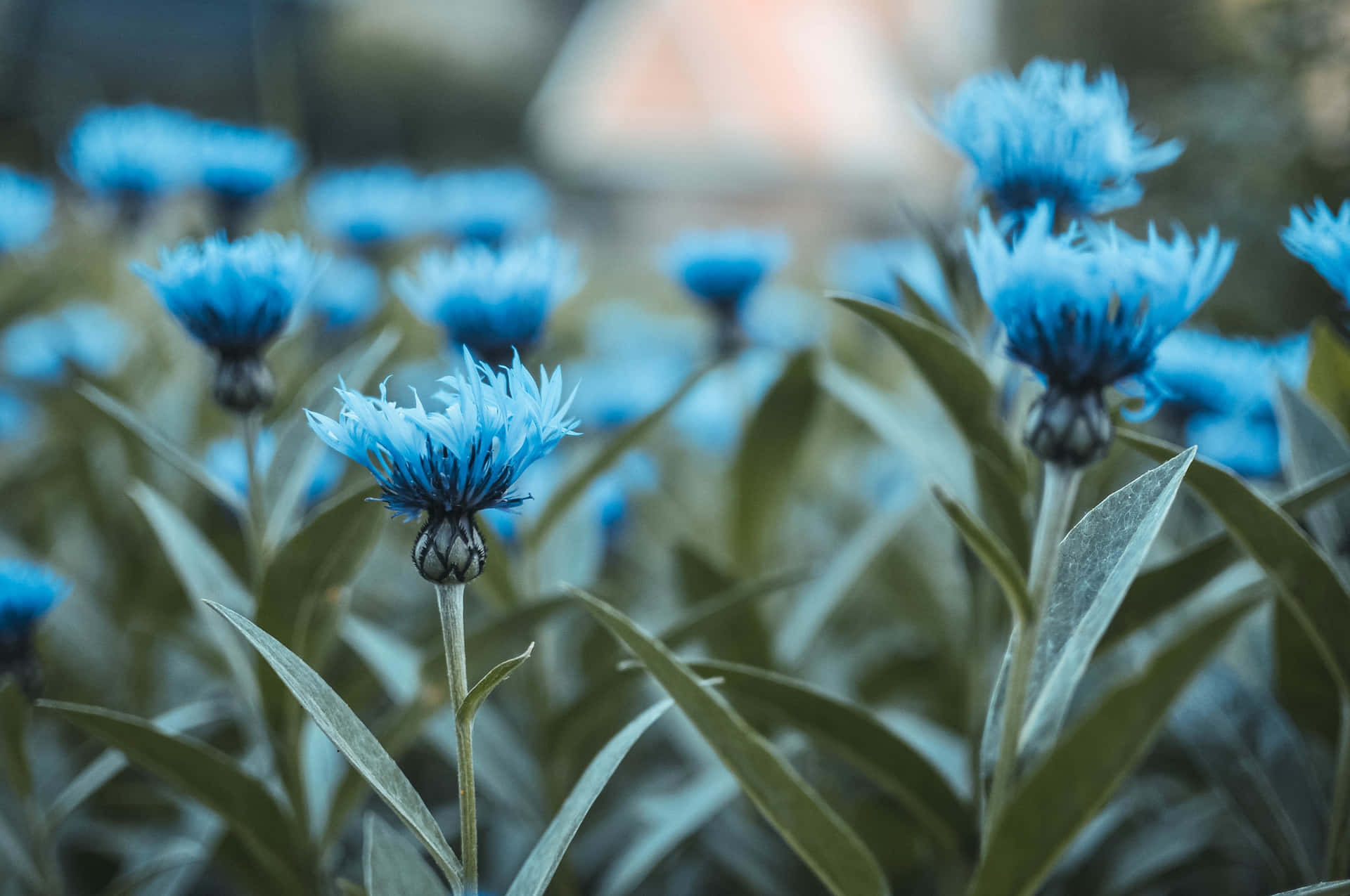 A Beautiful Blue Flower On An Old-fashioned, Vintage Desktop. Background