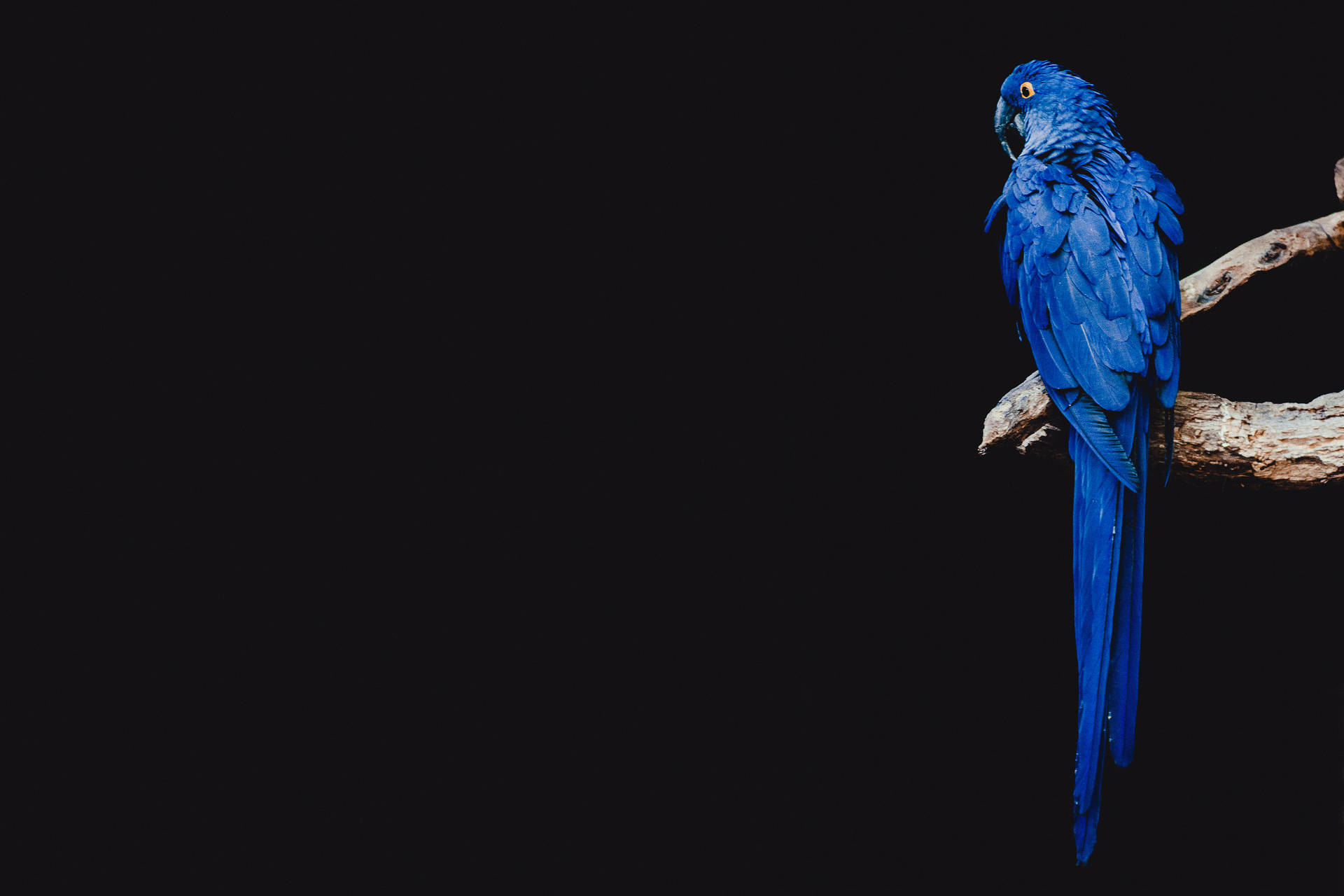 A Beautiful Blue Parrot Background