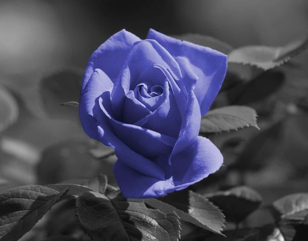 A Beautiful Blue Rose Blooming In The Garden Background