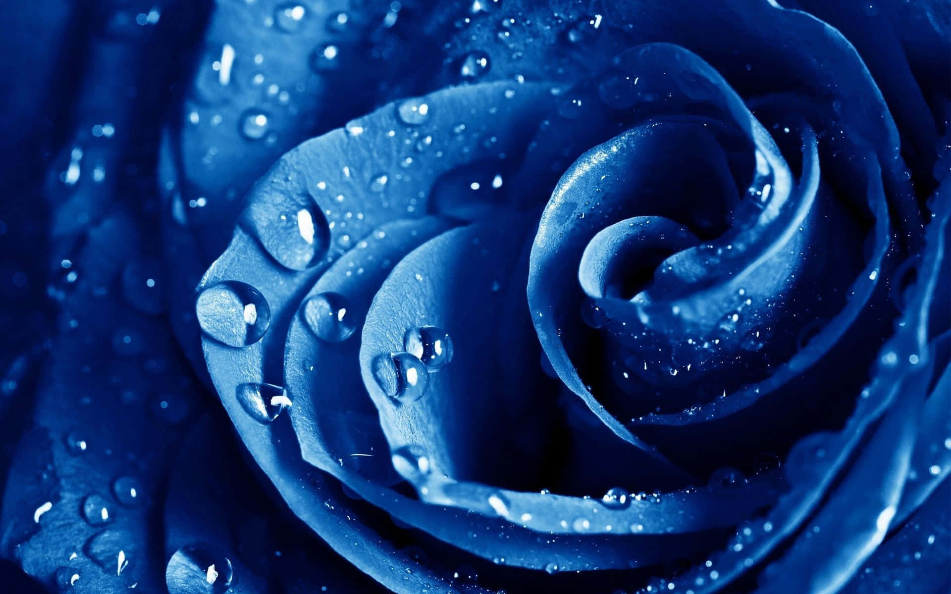 A Beautiful Blue Rose Set Against A Crisp White Background
