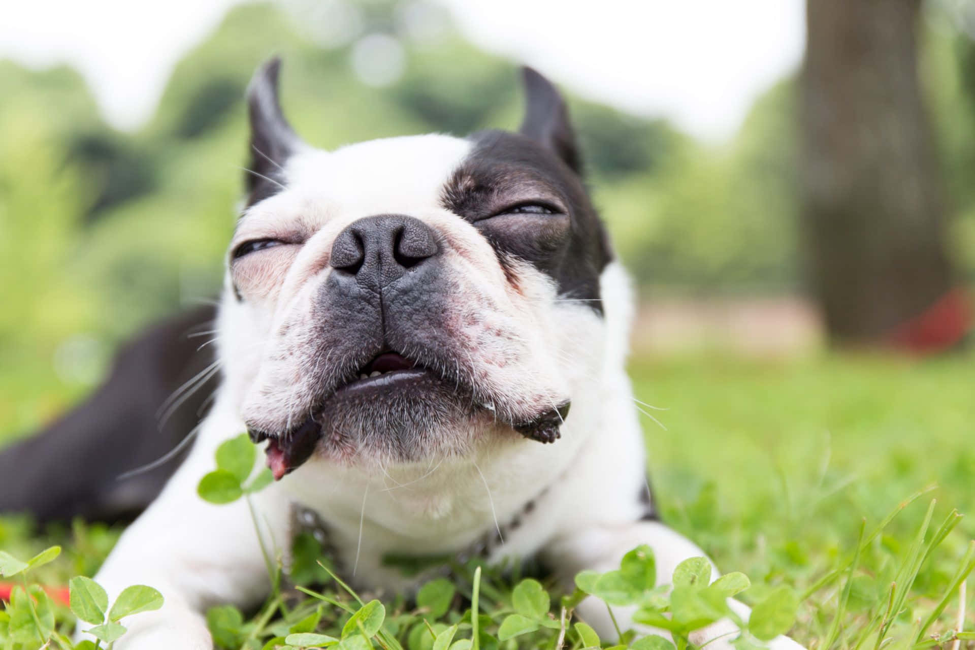 A Beautiful Boston Terrier Lazing Around In The Park