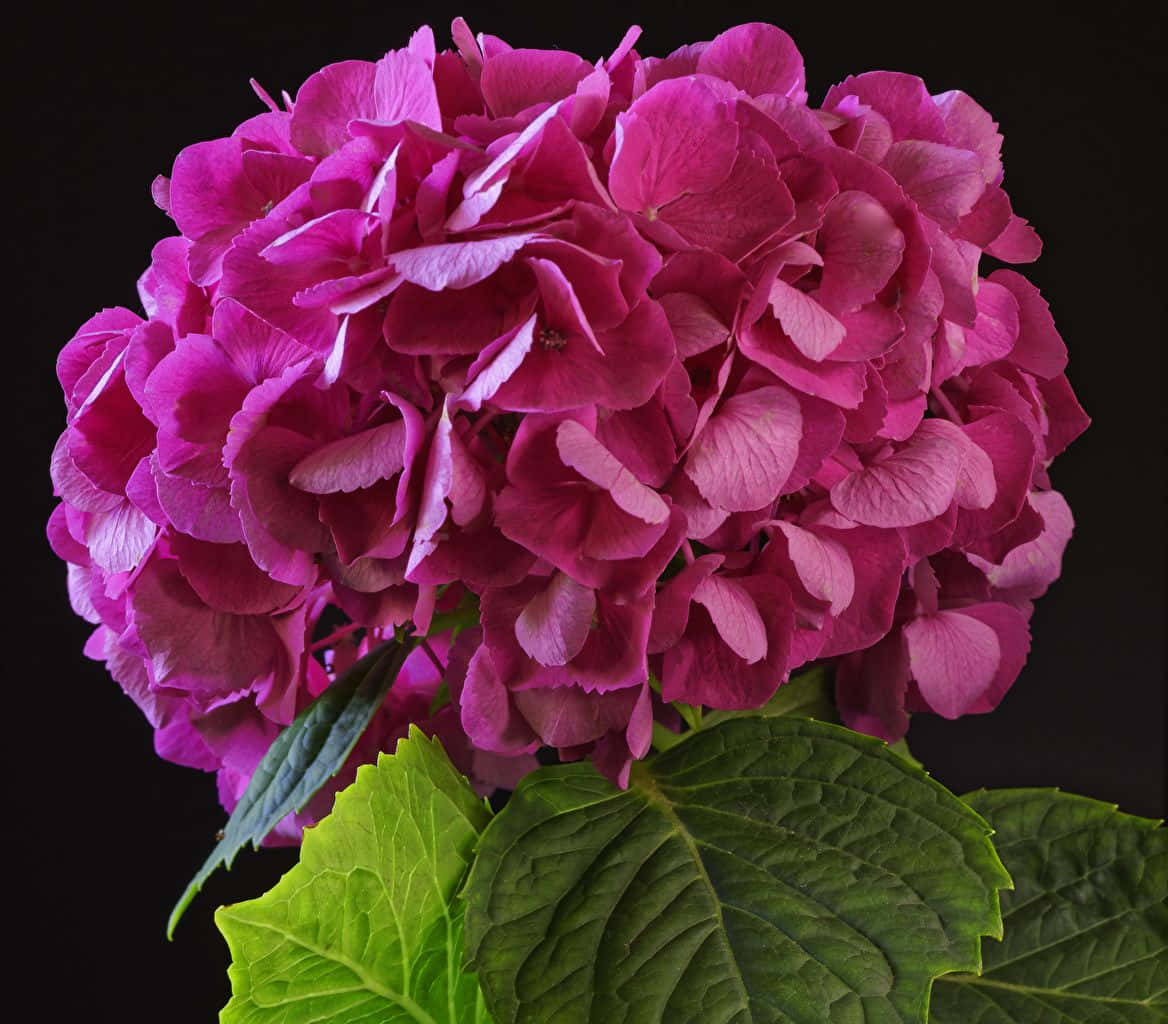A Beautiful Bouquet Of Black And Pink Flowers. Background