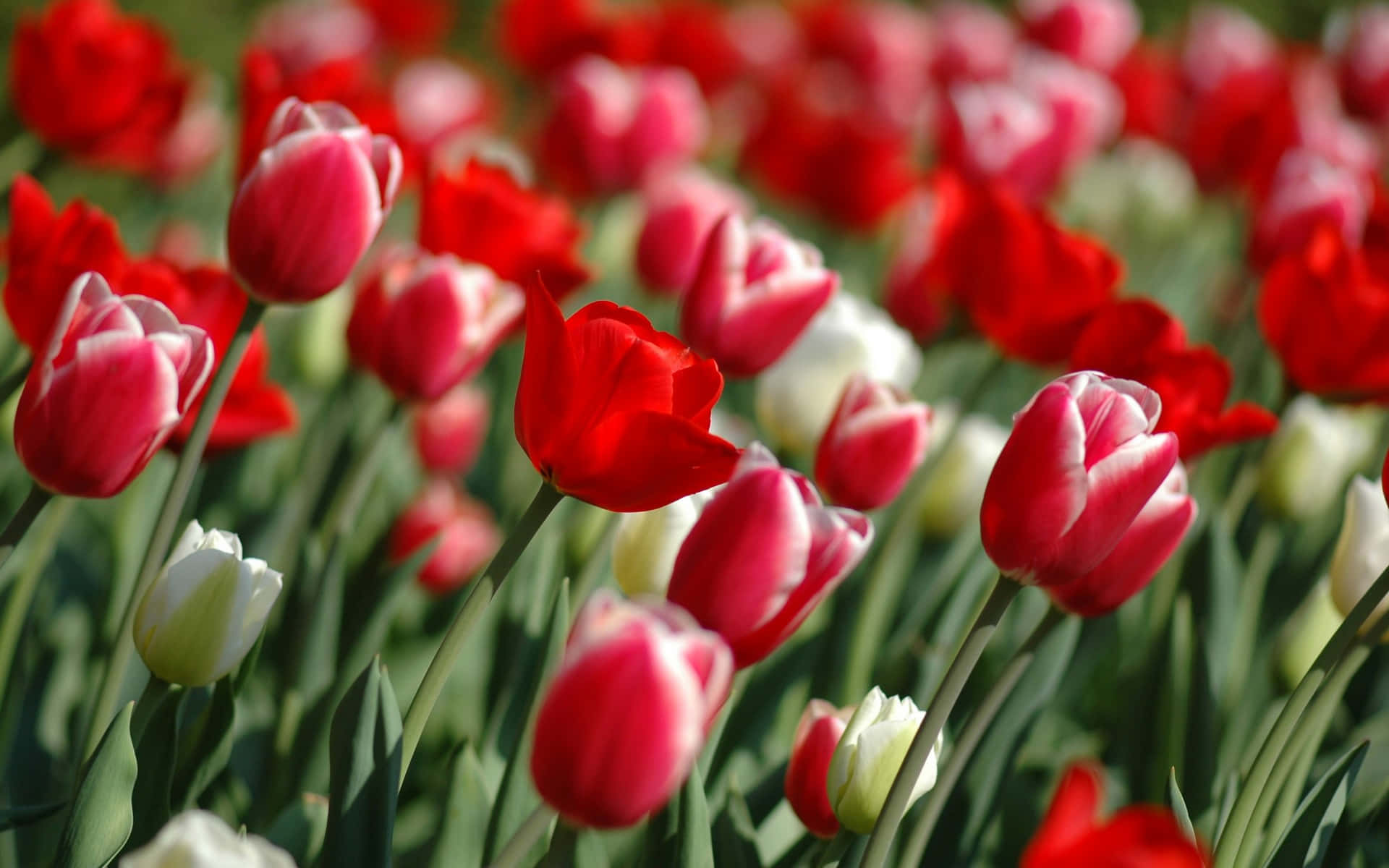 A Beautiful Bouquet Of Pink And White Flowers In A Jar. Background