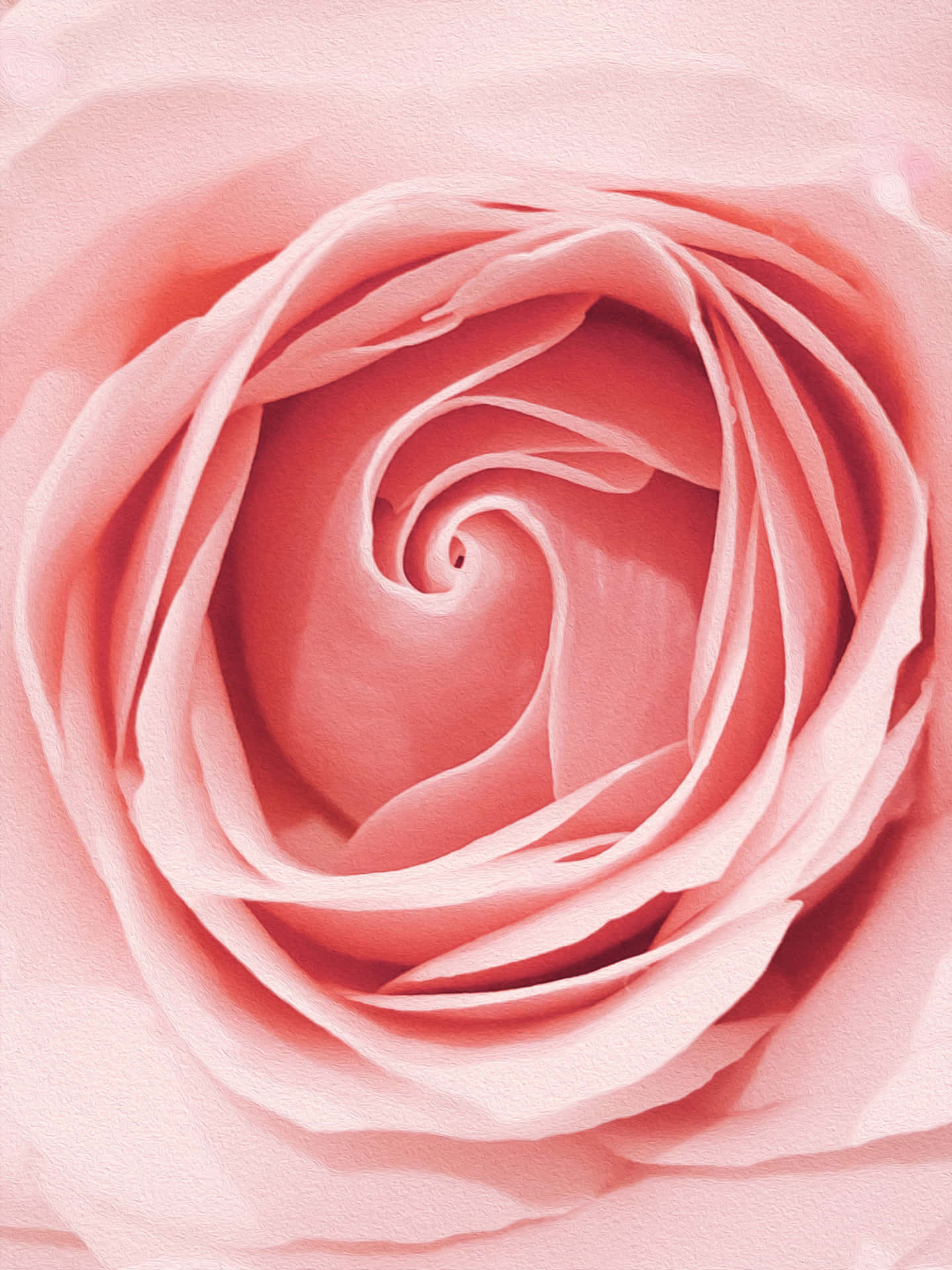 A Beautiful Bouquet Of Pink Rose Gold Flower Petals Background