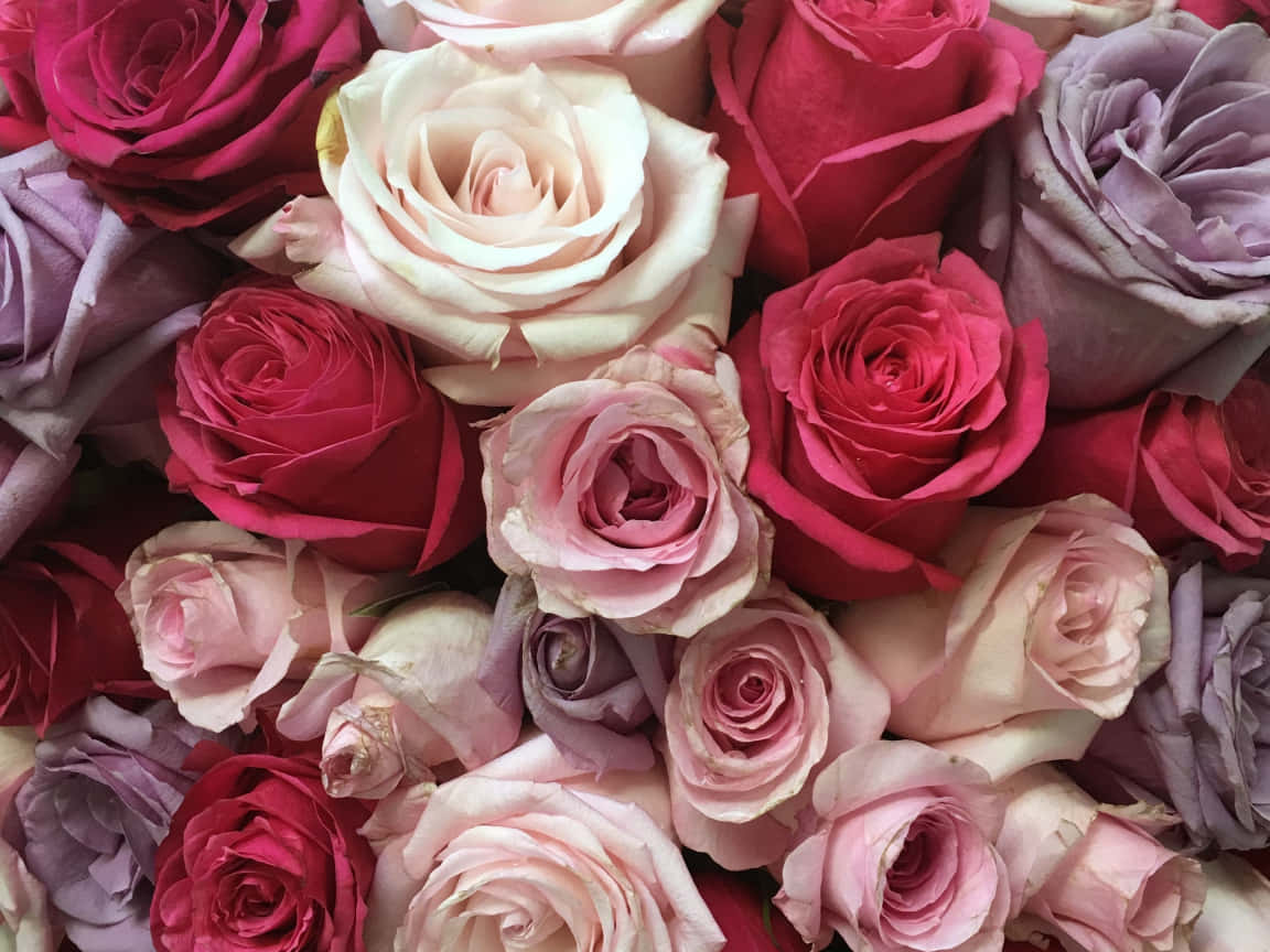 A Beautiful Bouquet Of Red And White Roses. Background