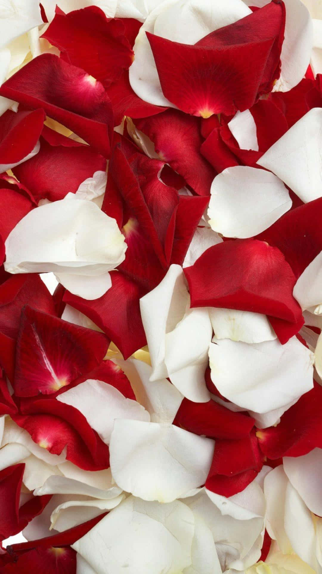 A Beautiful Bouquet Of Red And White Roses