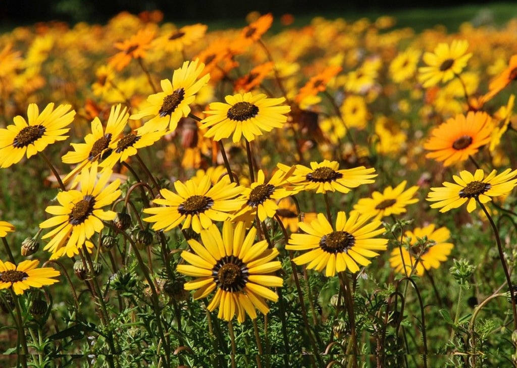 A Beautiful Bouquet Of Sunflowers And Roses Background