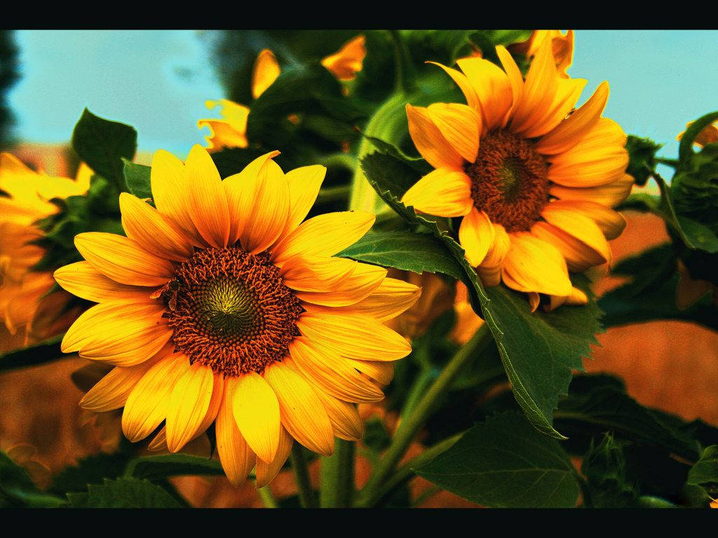 A Beautiful Bouquet Of Sunflowers And Roses. Background